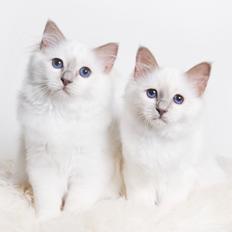 Hellig Birma Shonto's Addicted to Chaos 