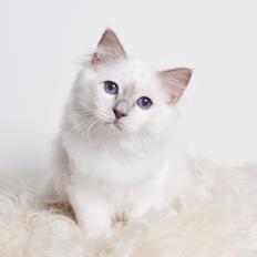 Hellig Birma Shonto's Addicted to Chaos 