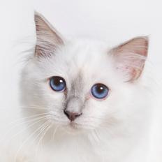 Hellig Birma Shonto's Addicted to Chaos 