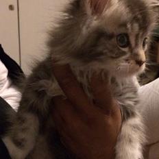 Blanding af racer Balder