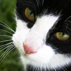 Blanding af racer BØRGE