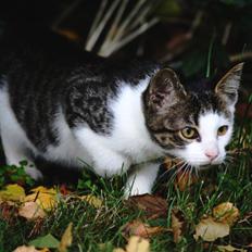 Blanding af racer LINDA<3 *Sov sødt min skat :-'(<3*