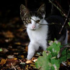 Blanding af racer LINDA<3 *Sov sødt min skat :-'(<3*