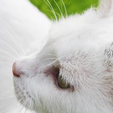 Blanding af racer MR. SNOWBALL<3*Rest in peace my angel :'-(*