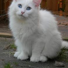 Norsk Skovkat CH DK Fyrendal´s O´dessa