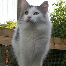 Norsk Skovkat Litt Lykke Stina Fra Jerriks Smykkeskrin*NL 