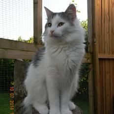 Norsk Skovkat Litt Lykke Stina Fra Jerriks Smykkeskrin*NL 