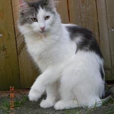 Norsk Skovkat Litt Lykke Stina Fra Jerriks Smykkeskrin*NL 