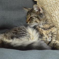 Blanding af racer | Mosevangens Charlie