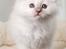 Hellig Birma Shonto's A Cloud of Mystery