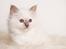 Hellig Birma Shonto's A Cloud of Mystery