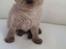 Ragamuffin Russell Crowe Of Black Oak
