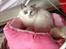 Ragdoll Dk Jaquet Piper Heidsieck