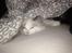 Ragdoll Dk Jaquet Piper Heidsieck