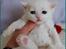 Selkirk Rex  Lykken Snehvide