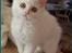 Selkirk Rex  Lykken Snehvide