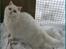 Selkirk Rex  Lykken Snehvide