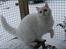 Selkirk Rex  Lykken Snehvide