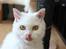 Selkirk Rex  Lykken Snehvide