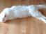 Selkirk Rex  Lykken Snehvide