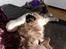 Maine Coon Bobby (hvil i fred <3)