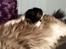 Maine Coon Bobby (hvil i fred <3)