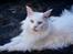 Maine Coon DK Napaloma`s Ghost