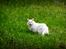 Maine Coon DK Napaloma`s Ghost