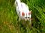 Maine Coon DK Napaloma`s Ghost