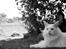 Maine Coon DK Napaloma`s Ghost