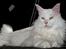 Maine Coon DK Napaloma`s Ghost