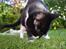 Huskat Phoebe