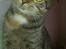 Huskat Carla - My mom says im special!