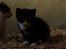 Huskat Figaro