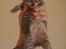 Maine Coon Sylvester Stalone - 10 dage - 30.06.2014