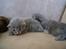Maine Coon Sylvester Stalone - 11 dage - 01.07.2014