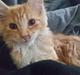 Maine Coon Joul