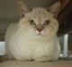 British Shorthair Emily