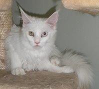 Maine Coon Just for me billede 1