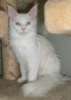 Maine Coon Just for me billede 2