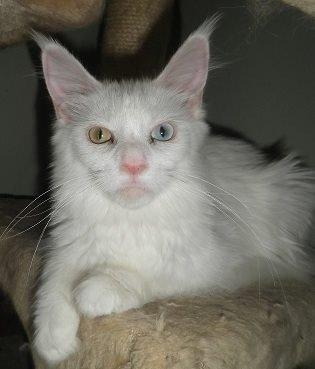 Maine Coon Just for me billede 3