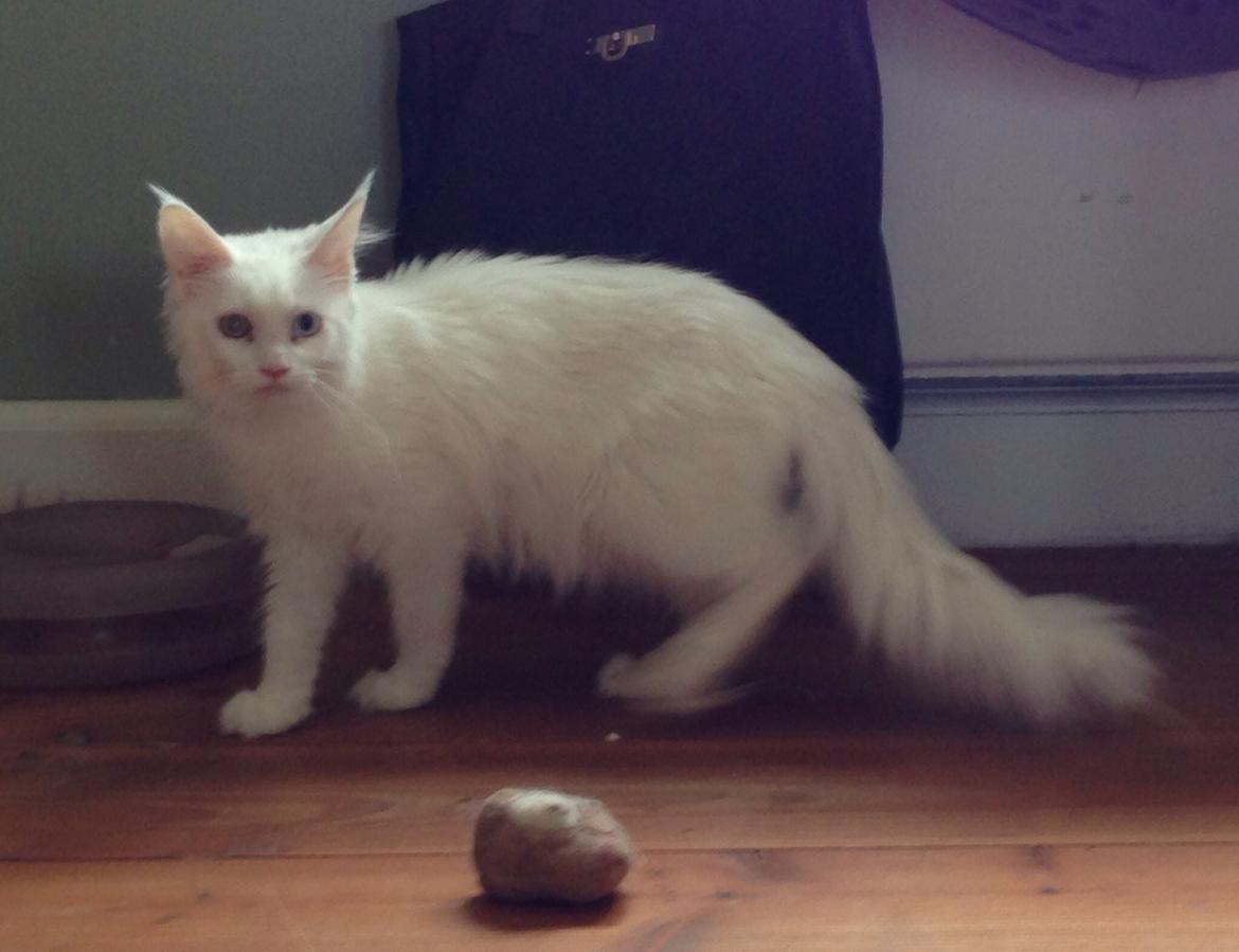 Maine Coon Just for me billede 4