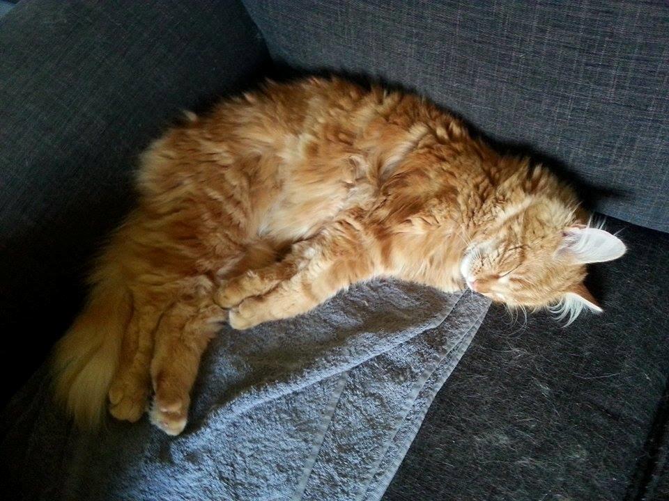 Blanding af racer Zimba billede 1