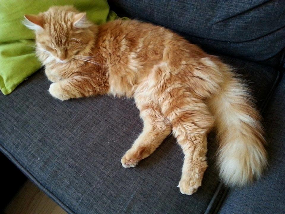 Blanding af racer Zimba billede 2