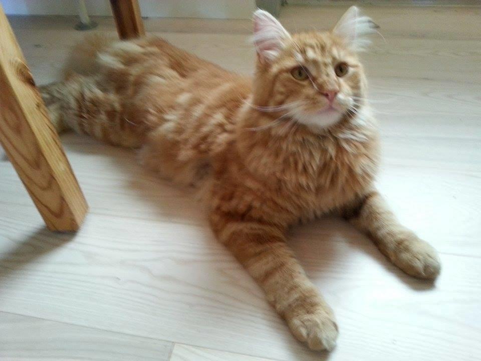 Blanding af racer Zimba billede 3