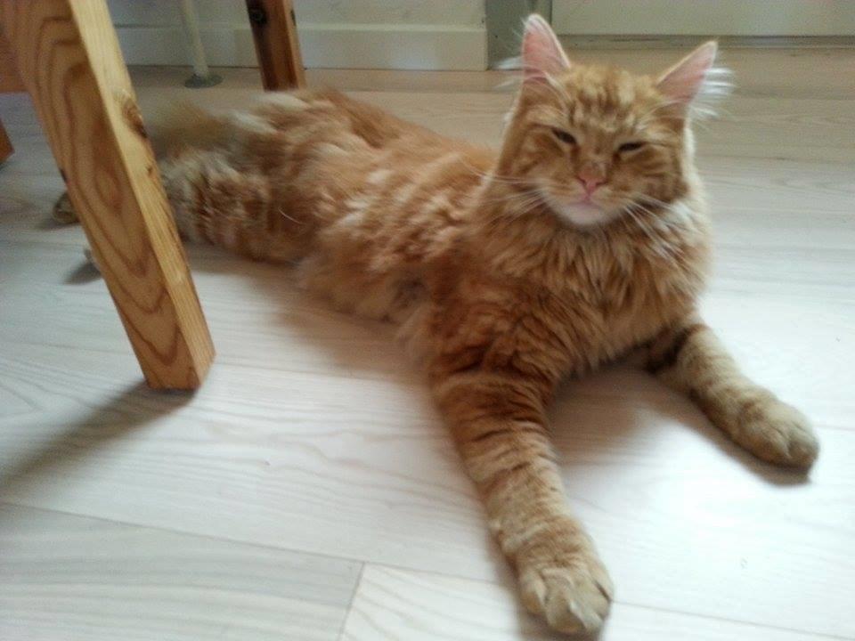 Blanding af racer Zimba billede 4