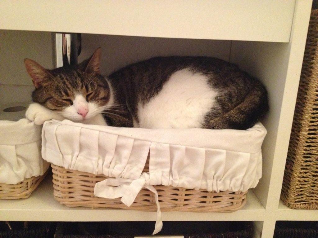 Huskat Zumba billede 1