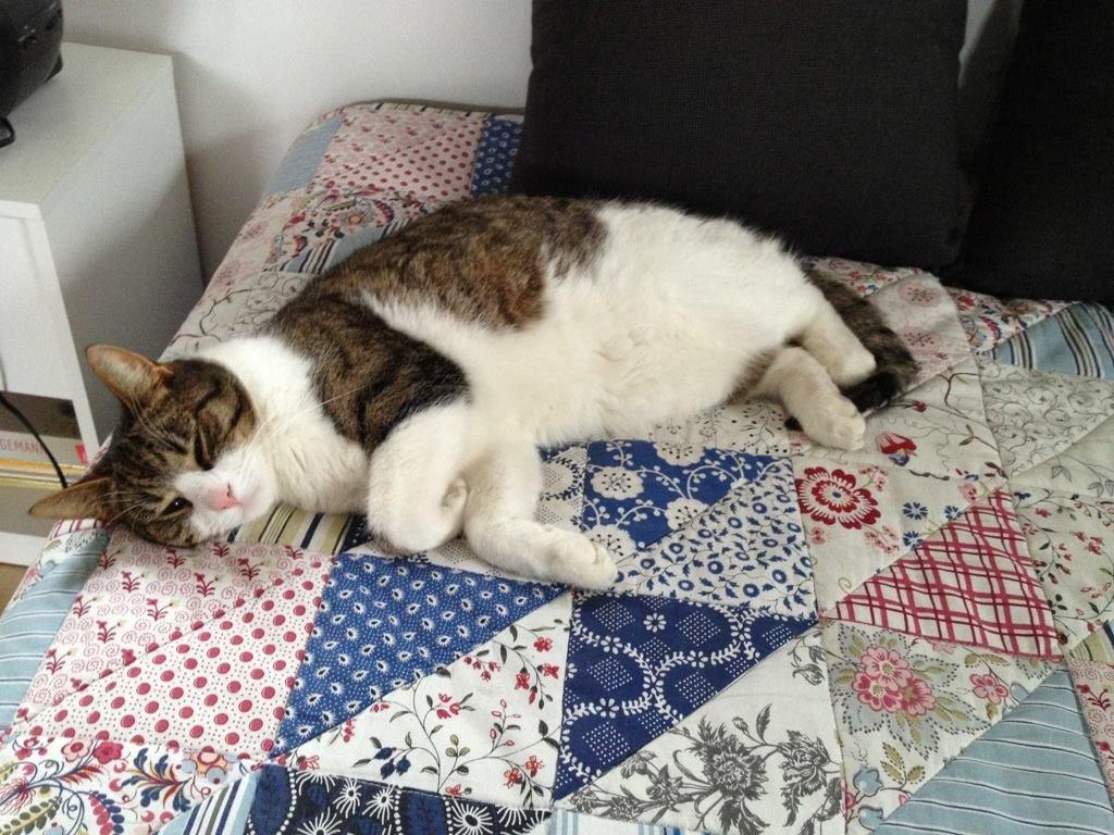 Huskat Zumba billede 2