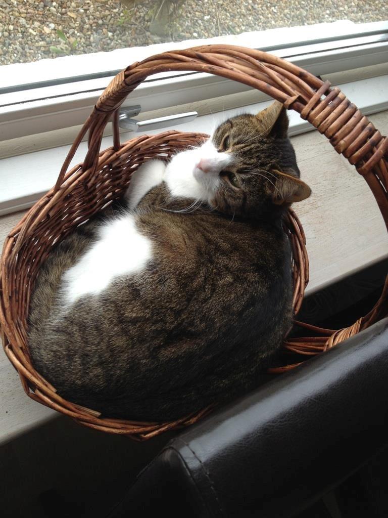 Huskat Zumba billede 3