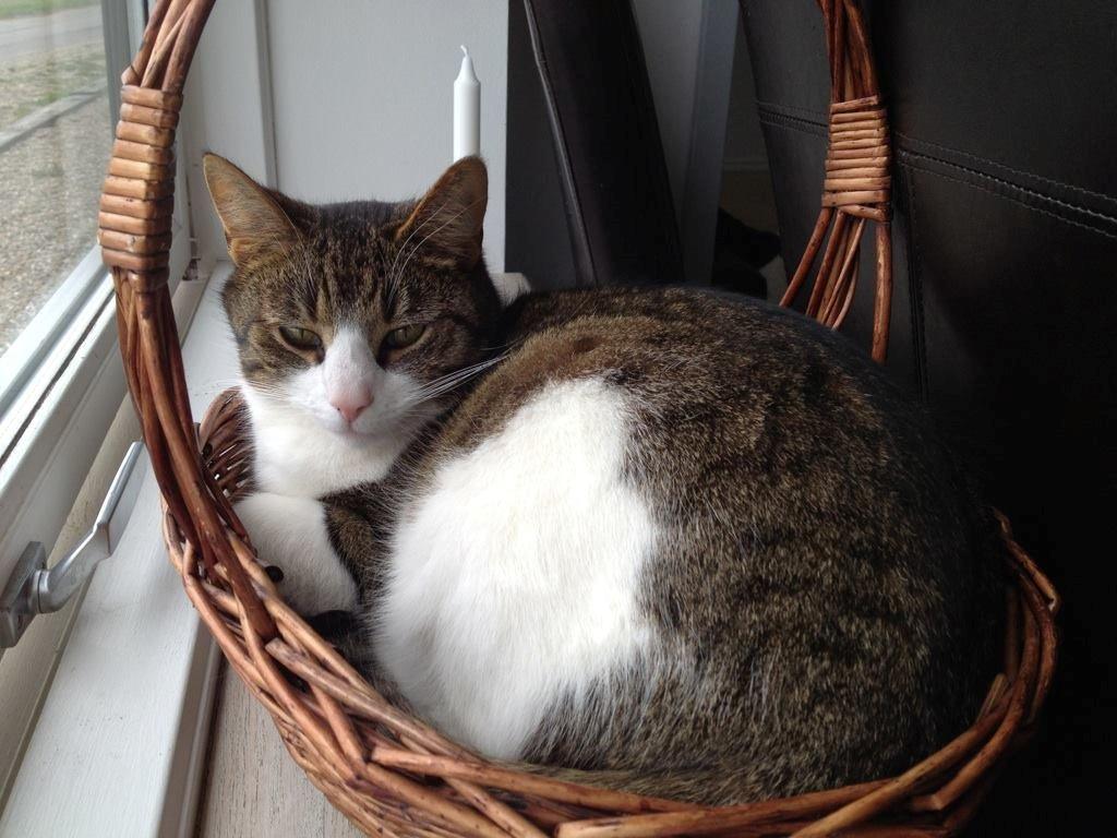 Huskat Zumba billede 4